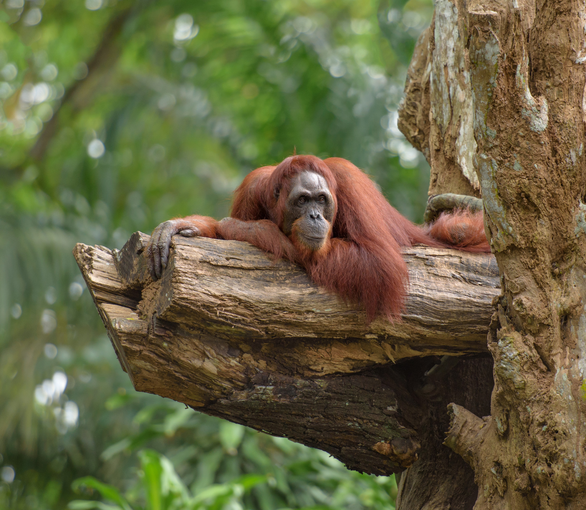 Adult orangutan resting on tree trunk Premium Photo