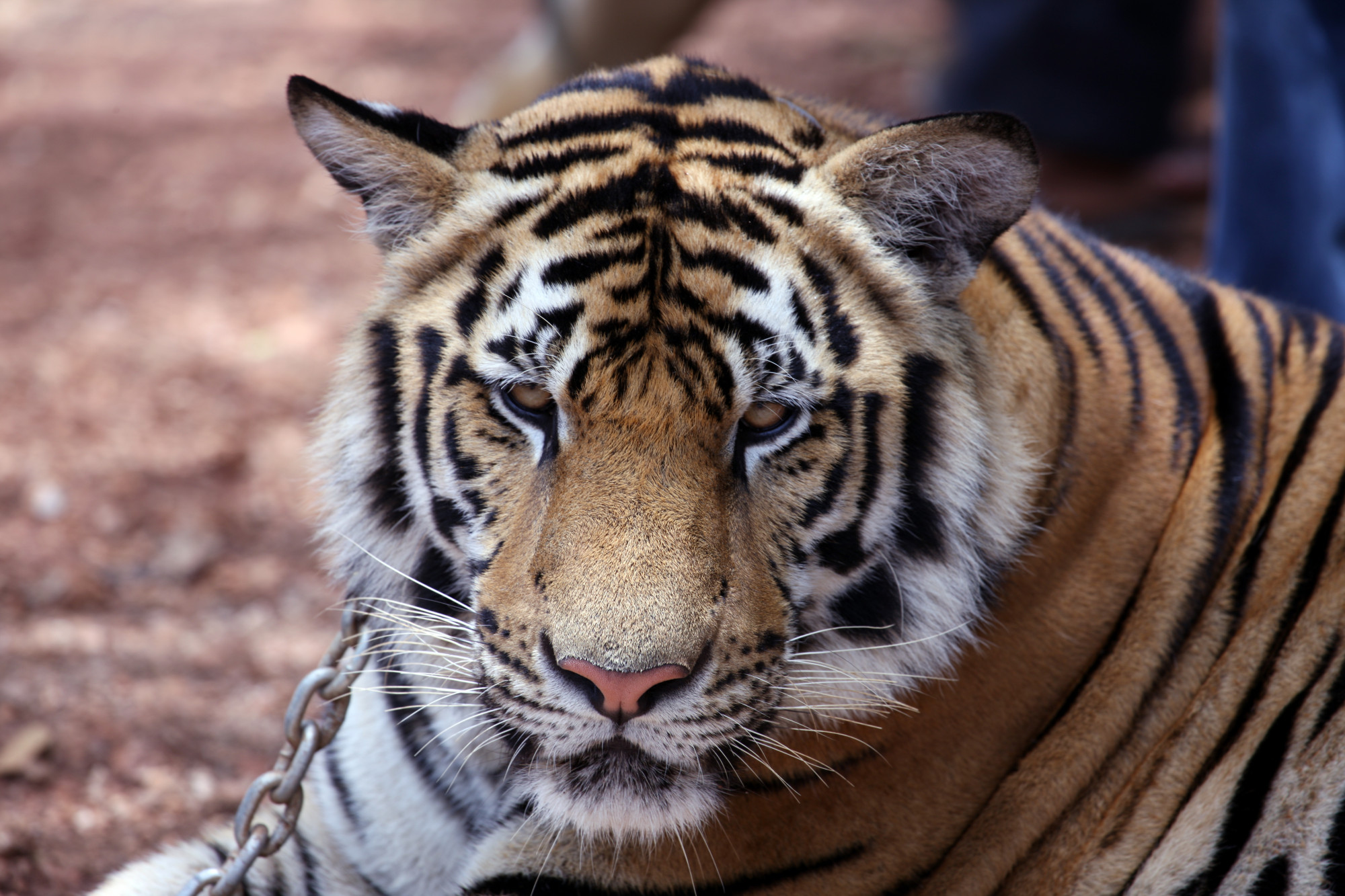 Asian tiget close up Free Photo