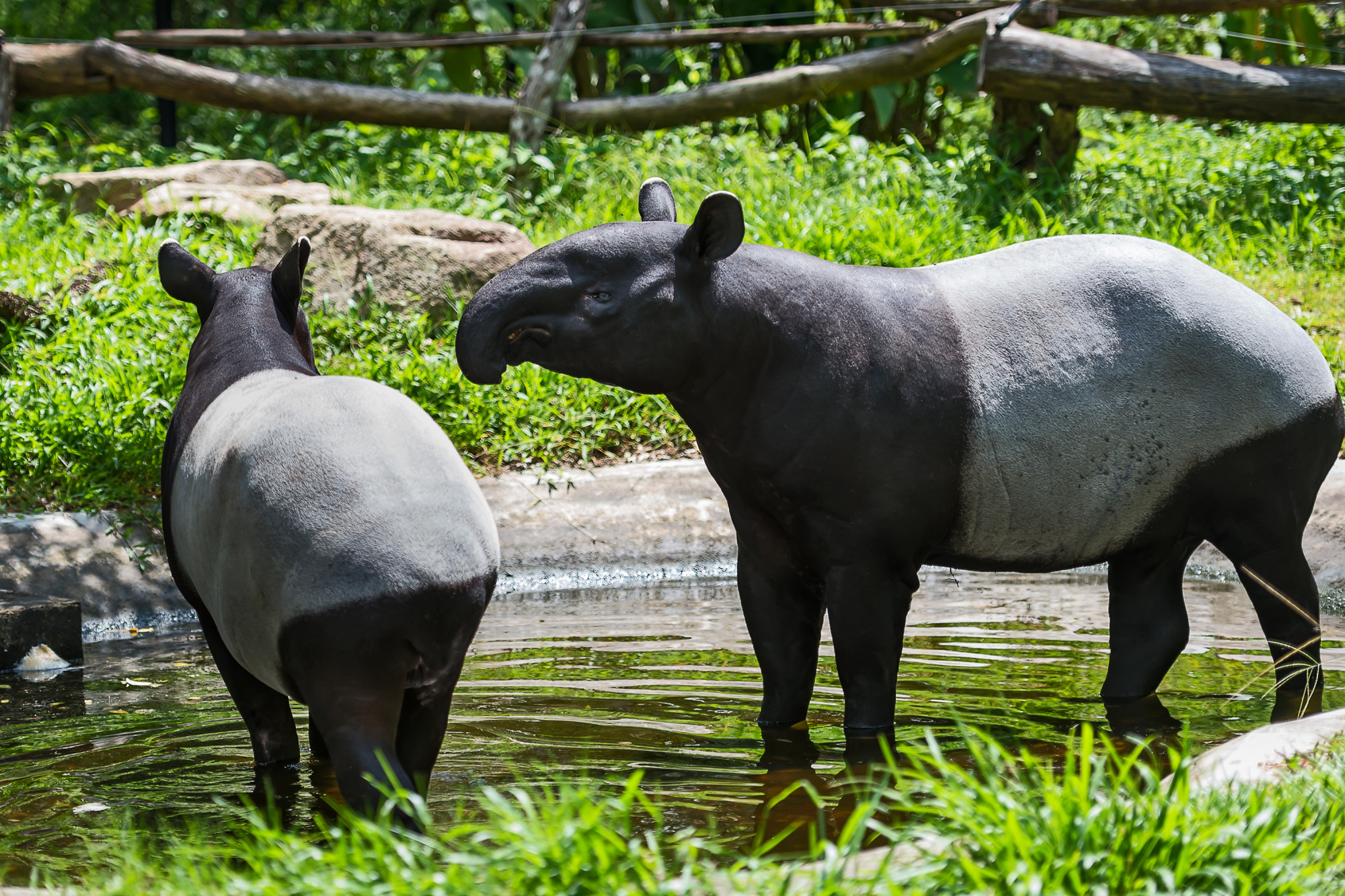 Close up malayan tapir. Premium Photo