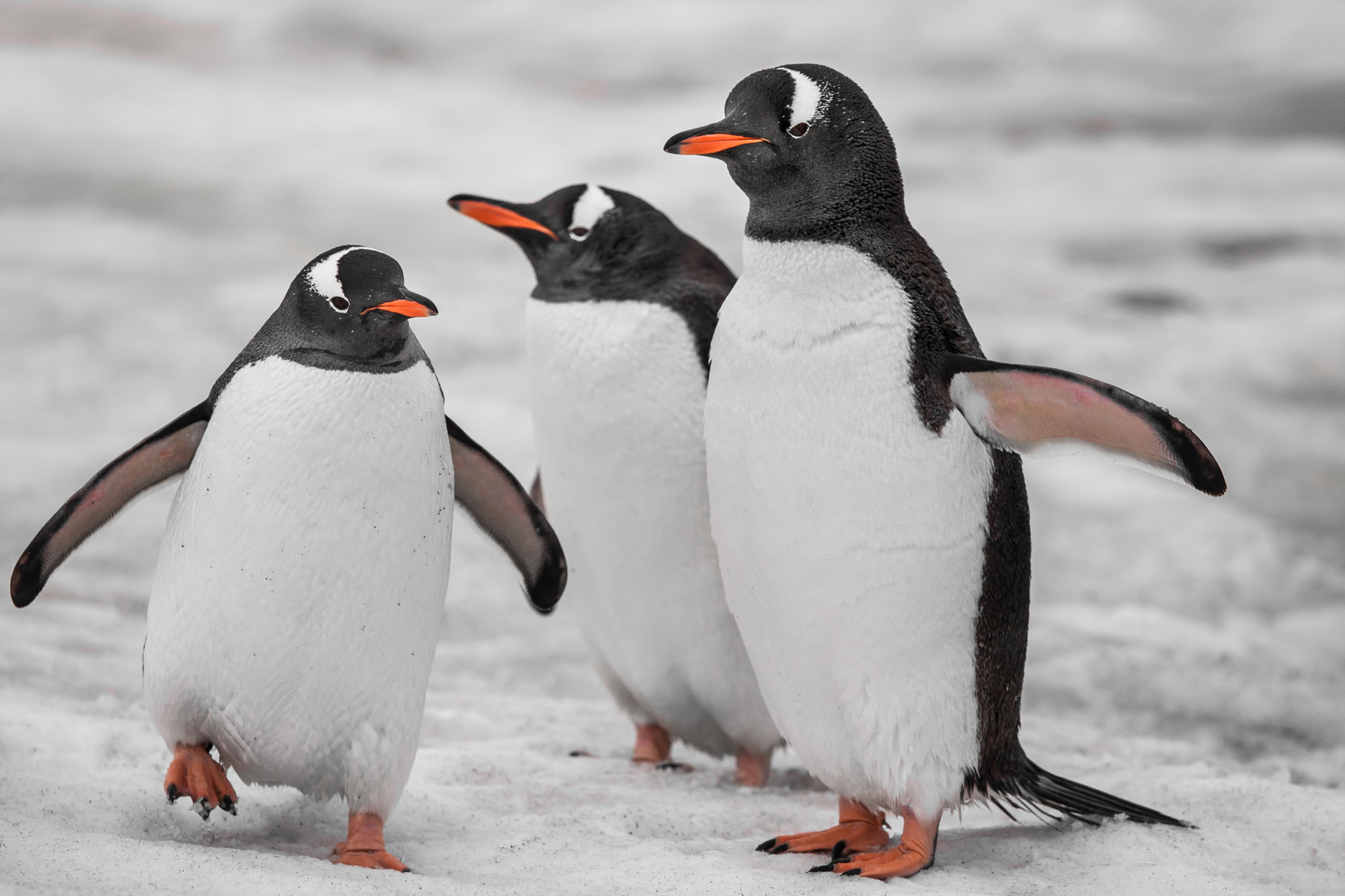 Close up three penguins . antarctic mountains. Premium Photo