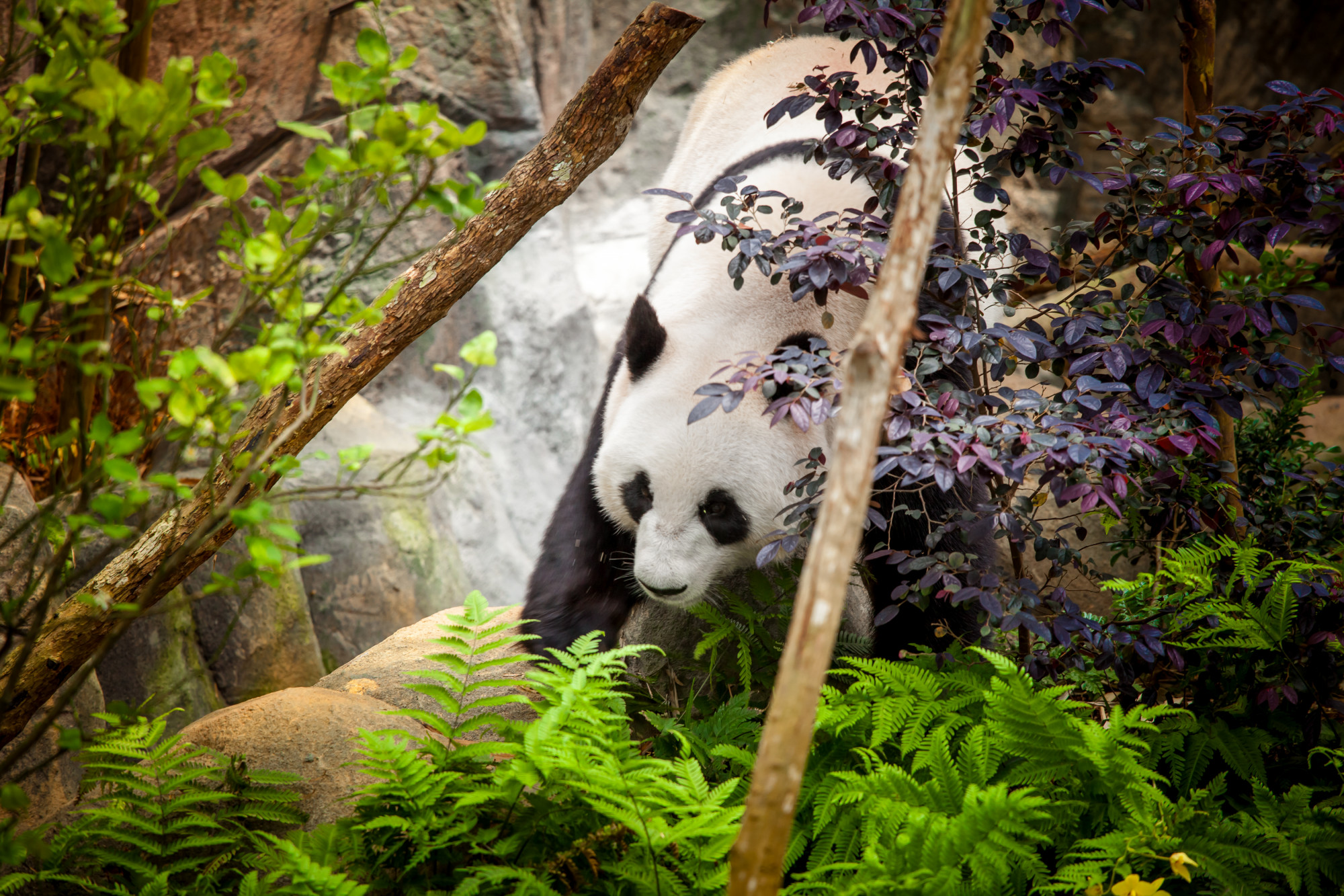 Giant panda Premium Photo