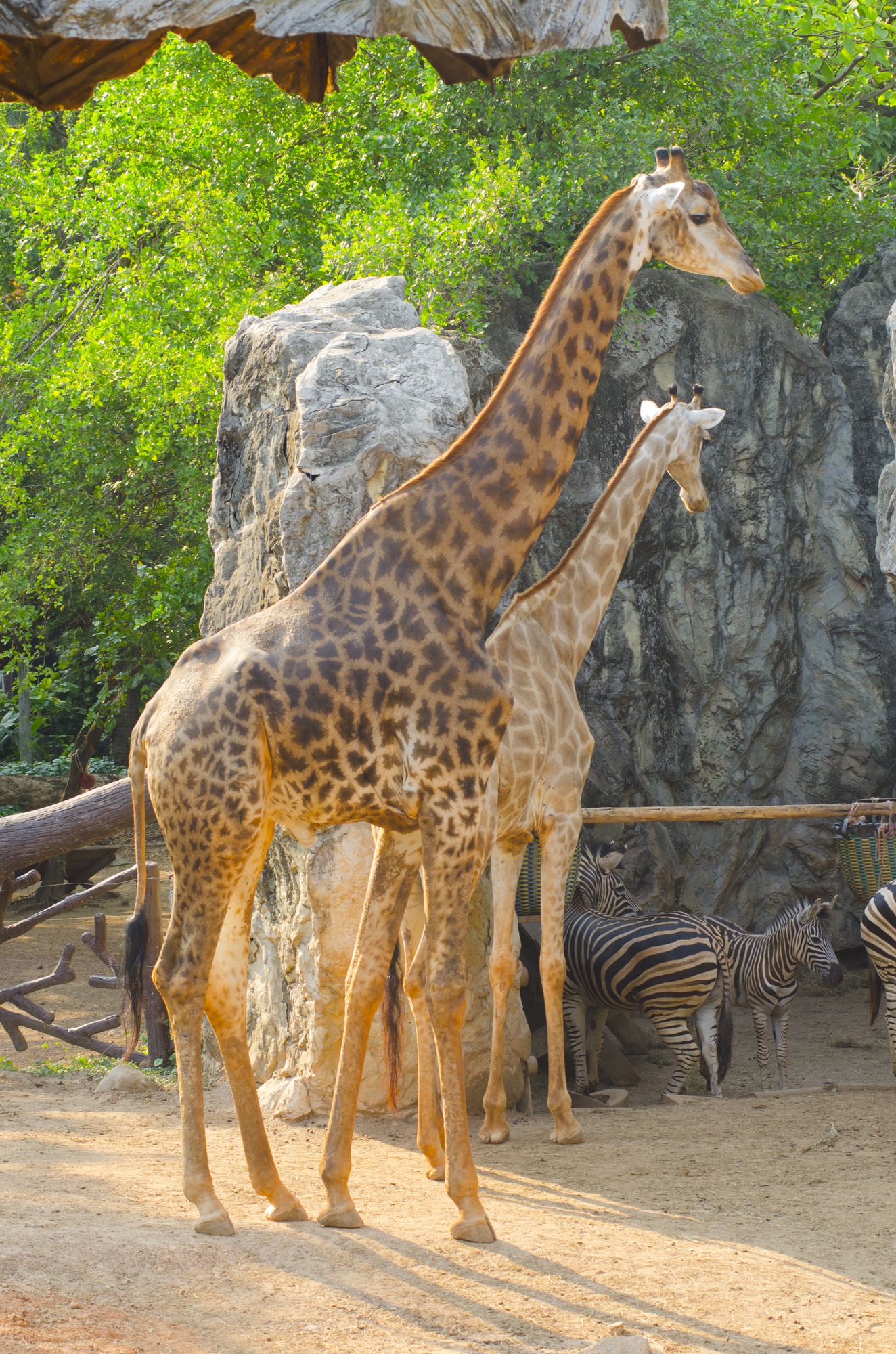 Giraffe in the zoo, thailand. Premium Photo
