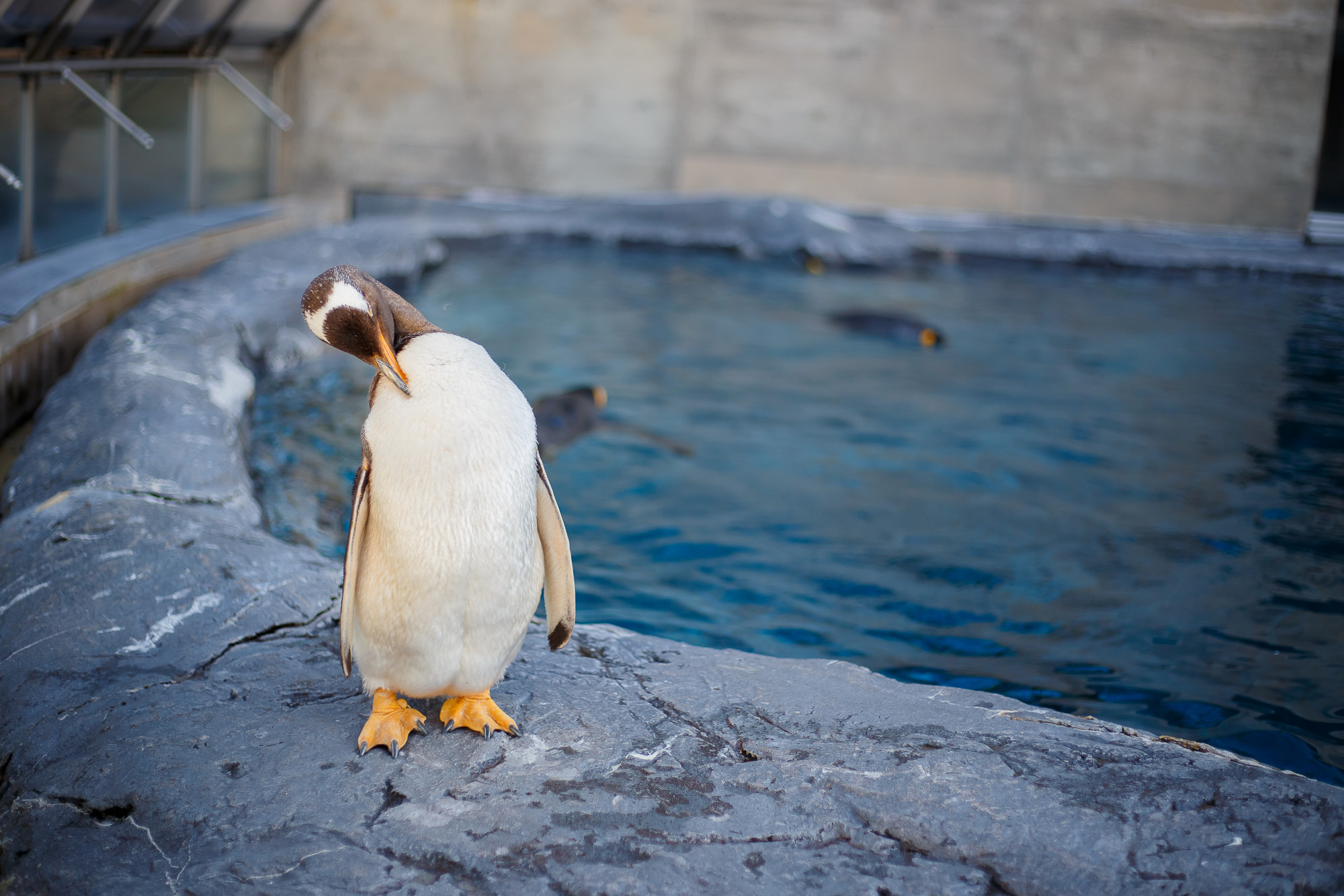 A king penguin in asahiyama zoo, asahikawa, hokkaido, japan. Premium Photo