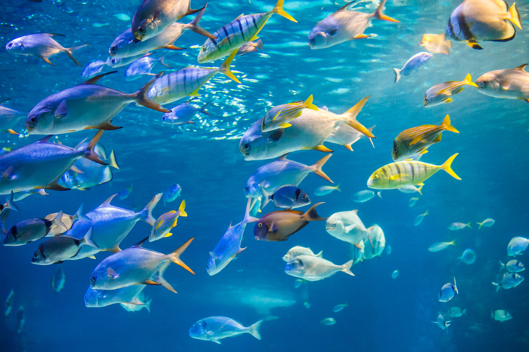 School of sea  fish are swimming to water surface Premium Photo