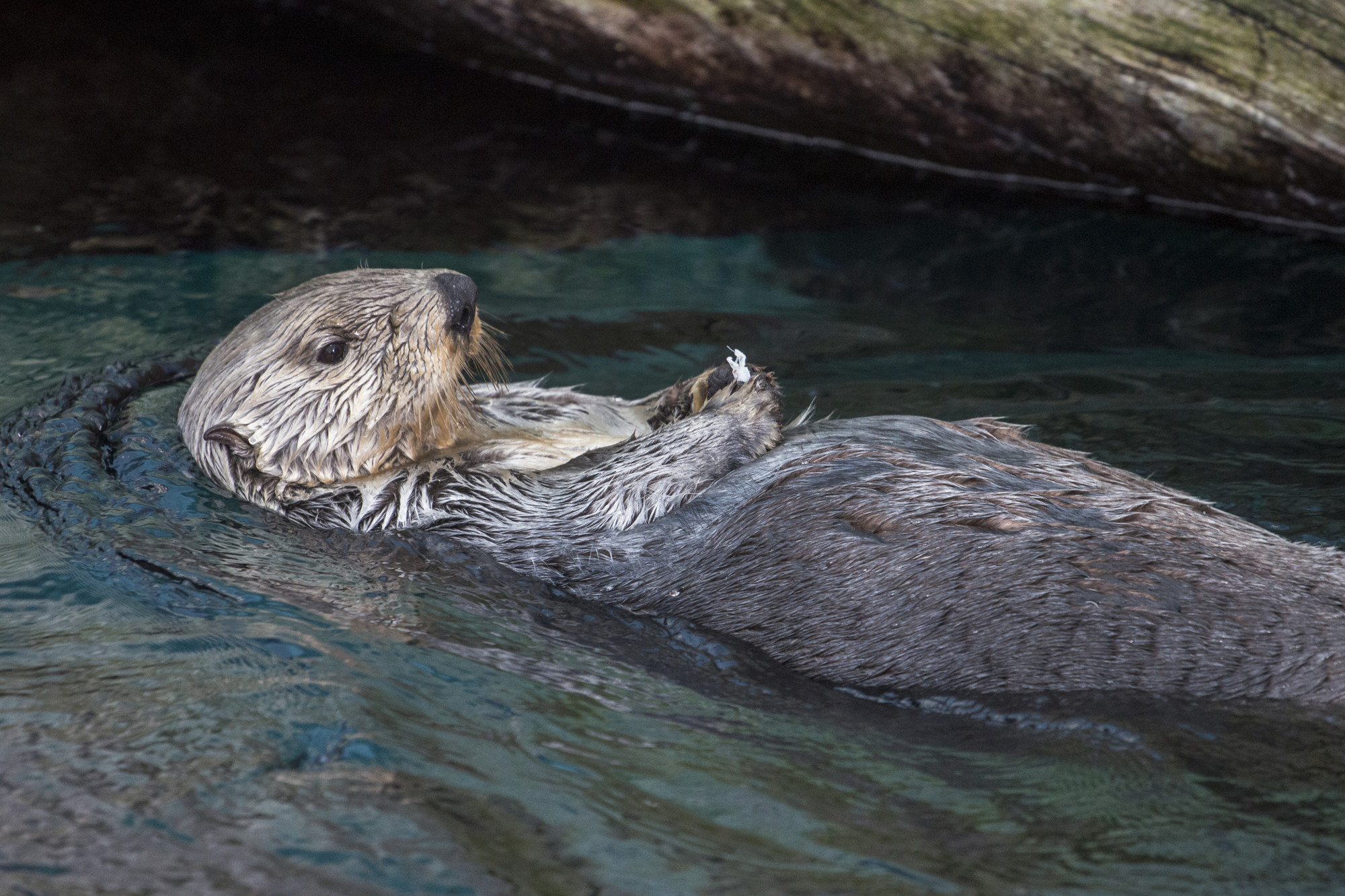 Sea otter (enhydra lutris) Premium Photo