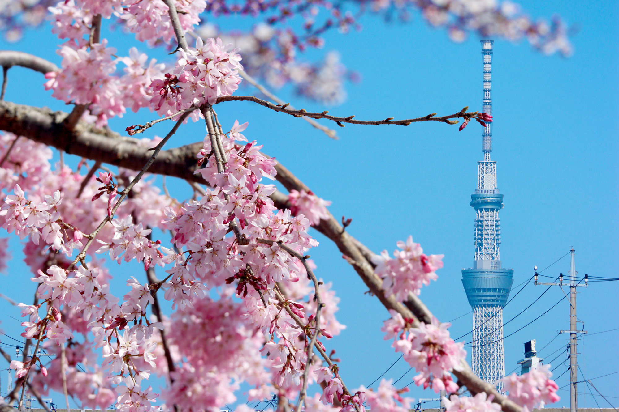 A tokyo sky tree tower with full blooming pink cherry blossom sakura on spring season time. Premium Photo