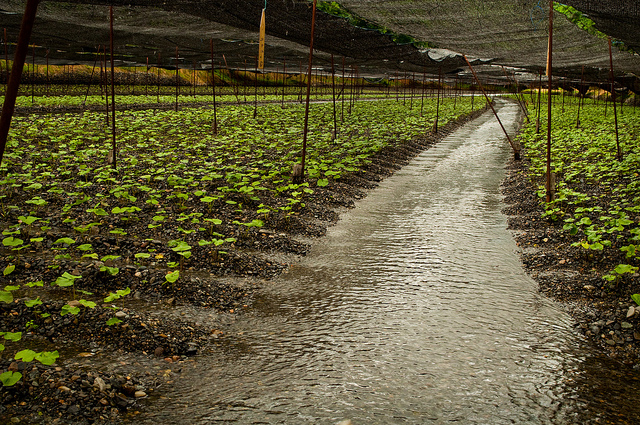 Daio Wasabi Farm 1
