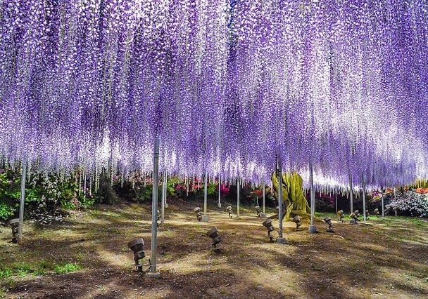 Wisteria Japan (8)