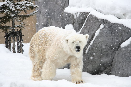 Polar bear - รูปถ่ายของ Asahiyama Zoo, อาซาฮิกาวะ - Tripadvisor