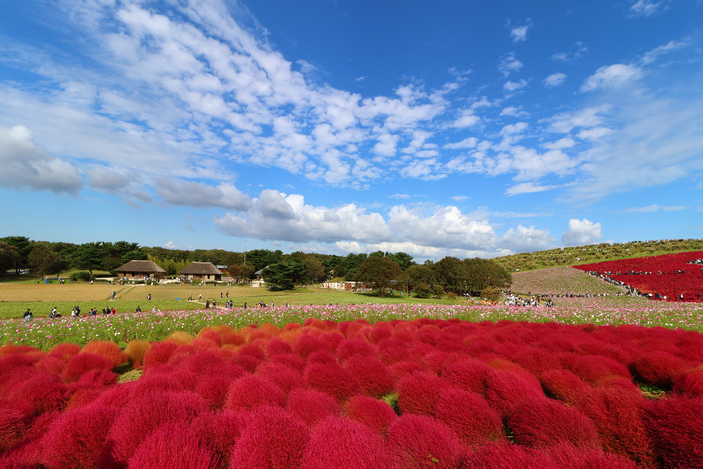 ทัวร์ญี่ปุ่นพรีเมียม : LEELA WONDERFUL OF TOKYO   